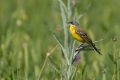 Rumena_pastirica_Yellow_wagtail_30.jpg