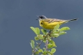 Rumena_pastirica_Yellow_wagtail_35.jpg