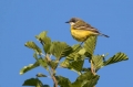Rumena_pastirica_Yellow_wagtail_36.jpg