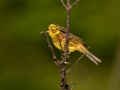 Rumeni_strnad_Yellowhammer_Emberiza_citrinela_Strnadi_Emberizidae_07.jpg