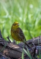 Rumeni_strnad_Yellowhammer_Emberiza_citrinela_Strnadi_Emberizidae_08.jpg