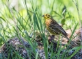 Rumeni_strnad_Yellowhammer_Emberiza_citrinela_Strnadi_Emberizidae_09.jpg