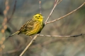 Rumeni_strnad_Yellowhammer_Emberiza_citrinela_Strnadi_Emberizidae_15.jpg