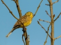 Rumeni_strnad_Yellowhammer_Emberiza_citrinela_Strnadi_Emberizidae_18.jpg
