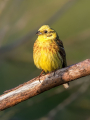 Rumeni_strnad_Yellowhammer_Emberiza_citrinela_Strnadi_Emberizidae_20~0.jpg