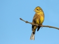 Rumeni_strnad_Yellowhammer_Emberiza_citrinela_Strnadi_Emberizidae_22.jpg