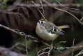 Rumenoglavi_kraljicek_Goldcrest_12.jpg