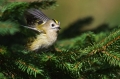 Rumenoglavi_kraljicek_Goldcrest_13.jpg
