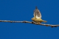 Rumenoglavi_kraljicek_Goldcrest_14.jpg