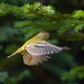 Rumenoglavi_kraljicek_Goldcrest_15.jpg