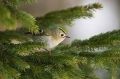 Rumenoglavi_kraljicek_Goldcrest_16.jpg
