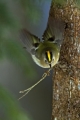Rumenoglavi_kraljicek_Goldcrest_18.jpg
