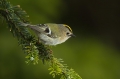 Rumenoglavi_kraljicek_Goldcrest_19.jpg