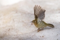 Rumenoglavi_kraljicek_Goldcrest_21.jpg