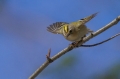 Rumenoglavi_kraljicek_Goldcrest_23.jpg