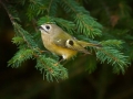 Rumenoglavi_kraljicek_Goldcrest_24.jpg