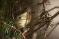 Rumenoglavi_kraljicek_Goldcrest_25.jpg