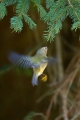 Rumenoglavi_kraljicek_Goldcrest_26.jpg