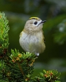 Rumenoglavi_kraljicek_Goldcrest_28.jpg