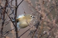 Rumenoglavi_kraljicek_Goldcrest_36.jpg