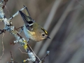 Rumenoglavi_kraljicek_Goldcrest_38.jpg
