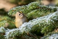 Ime datoteke=Rumenoglavi_kraljicek_Goldcrest_44.jpg
Velikost datoteke=306KB
Dimenzija=900x600
Datum objave=07.05.2023 Rumenoglavi_kraljicek_Goldcrest_44.jpg