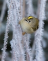 Rumenoglavi_kraljicek_Goldcrest_50.jpg