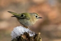 Rumenoglavi_kraljicek_Goldcrest_65.jpg