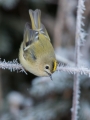 Rumenoglavi_kraljicek_Goldcrest_67.jpg