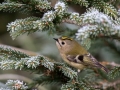 Rumenoglavi_kraljicek_Goldcrest_71.jpg