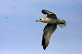 Ime datoteke=Rumenonogi_galeb_Yellow_legged_gull_06.jpg
Velikost datoteke=164KB
Dimenzija=800x533
Datum objave=14.12.2009 Rumenonogi_galeb_Yellow_legged_gull_06.jpg