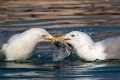 Rumenonogi_galeb_Yellow_legged_gull_07.jpg
