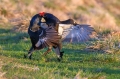 Rusevec_Black_grouse_Tetrao_tetrix_Koconoge_kure_Tetraonidae_Rusevec_32.jpg