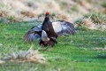 Rusevec_Black_grouse_Tetrao_tetrix_Koconoge_kure_Tetraonidae_Rusevec_39.jpg
