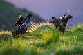 Rusevec_Black_grouse_Tetrao_tetrix_Koconoge_kure_Tetraonidae_Rusevec_45.jpg