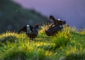 Rusevec_Black_grouse_Tetrao_tetrix_Koconoge_kure_Tetraonidae_Rusevec_58.jpg