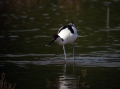 Ime datoteke=Sabljarka_Avocet_Recurvirostra_avosetta_Polojniki_Recurvirostridae_12.jpg
Velikost datoteke=247KB
Dimenzija=800x597
Datum objave=21.02.2016 Sabljarka_Avocet_Recurvirostra_avosetta_Polojniki_Recurvirostridae_12.jpg
