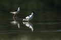 Ime datoteke=Sabljarka_Avocet_Recurvirostra_avosetta_Polojniki_Recurvirostridae_15.jpg
Velikost datoteke=196KB
Dimenzija=950x633
Datum objave=31.10.2016 Sabljarka_Avocet_Recurvirostra_avosetta_Polojniki_Recurvirostridae_15.jpg