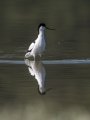 Sabljarka_Avocet_Recurvirostra_avosetta_Polojniki_Recurvirostridae_18.jpg
