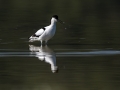 Ime datoteke=Sabljarka_Avocet_Recurvirostra_avosetta_Polojniki_Recurvirostridae_19.jpg
Velikost datoteke=196KB
Dimenzija=900x675
Datum objave=22.02.2017 Sabljarka_Avocet_Recurvirostra_avosetta_Polojniki_Recurvirostridae_19.jpg
