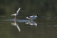 Ime datoteke=Sabljarka_Avocet_Recurvirostra_avosetta_Polojniki_Recurvirostridae_20.jpg
Velikost datoteke=221KB
Dimenzija=1000x667
Datum objave=12.08.2017 Sabljarka_Avocet_Recurvirostra_avosetta_Polojniki_Recurvirostridae_20.jpg