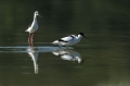 Ime datoteke=Sabljarka_Avocet_Recurvirostra_avosetta_Polojniki_Recurvirostridae_22.jpg
Velikost datoteke=197KB
Dimenzija=950x633
Datum objave=29.01.2018 Sabljarka_Avocet_Recurvirostra_avosetta_Polojniki_Recurvirostridae_22.jpg