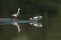 Ime datoteke=Sabljarka_Avocet_Recurvirostra_avosetta_Polojniki_Recurvirostridae_23.jpg
Velikost datoteke=209KB
Dimenzija=950x633
Datum objave=25.05.2019 Sabljarka_Avocet_Recurvirostra_avosetta_Polojniki_Recurvirostridae_23.jpg