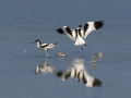 Ime datoteke=Sabljarka_Avocet_Recurvirostra_avosetta_Polojniki_Recurvirostridae_28.jpg
Velikost datoteke=231KB
Dimenzija=900x675
Datum objave=30.10.2023 Sabljarka_Avocet_Recurvirostra_avosetta_Polojniki_Recurvirostridae_28.jpg