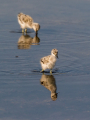 Ime datoteke=Sabljarka_Avocet_Recurvirostra_avosetta_Polojniki_Recurvirostridae_31.jpg
Velikost datoteke=246KB
Dimenzija=675x900
Datum objave=02.03.2025 Sabljarka_Avocet_Recurvirostra_avosetta_Polojniki_Recurvirostridae_31.jpg