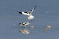 Ime datoteke=Sabljarka_Avocet_Recurvirostra_avosetta_Polojniki_Recurvirostridae_34.jpg
Velikost datoteke=211KB
Dimenzija=900x600
Datum objave=23.07.2023 Sabljarka_Avocet_Recurvirostra_avosetta_Polojniki_Recurvirostridae_34.jpg