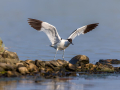 Ime datoteke=Sabljarka_Avocet_Recurvirostra_avosetta_Polojniki_Recurvirostridae_40.jpg
Velikost datoteke=294KB
Dimenzija=900x675
Datum objave=02.03.2025 Sabljarka_Avocet_Recurvirostra_avosetta_Polojniki_Recurvirostridae_40.jpg