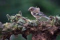 Ime datoteke=Scinkavec_Chaffinch_Fringilla_coelebs_Scinkavci_Fringillidae_15.jpg
Velikost datoteke=342KB
Dimenzija=950x633
Datum objave=12.08.2016 Scinkavec_Chaffinch_Fringilla_coelebs_Scinkavci_Fringillidae_15.jpg
