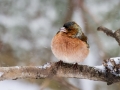 Ime datoteke=Scinkavec_Chaffinch_Fringilla_coelebs_Scinkavci_Fringillidae_17.jpg
Velikost datoteke=268KB
Dimenzija=900x675
Datum objave=22.02.2017 Scinkavec_Chaffinch_Fringilla_coelebs_Scinkavci_Fringillidae_17.jpg