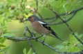 Ime datoteke=Scinkavec_Chaffinch_Fringilla_coelebs_Scinkavci_Fringillidae_22.jpg
Velikost datoteke=257KB
Dimenzija=950x633
Datum objave=25.05.2019 Scinkavec_Chaffinch_Fringilla_coelebs_Scinkavci_Fringillidae_22.jpg